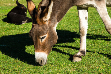 Naklejka na ściany i meble A donkey grazes on the lawn on a sunny day.