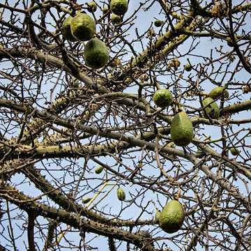 Ceiba insignis (White Floss Silk Tree) branches and fruits in Barcelona city park. Catalonia, Spain.