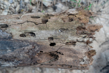 Tree hollowed out by a woodpecker and full of holes.