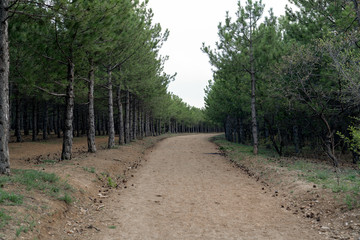 Dirt road among pine trees which in a row in a forest