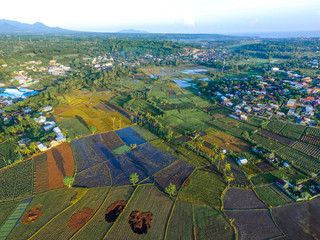 Aerial rice field with beautiful landscape and coconut tree, wooden house, farmers in foggy sunlight morning. Aerial view of agriculture in rice fields