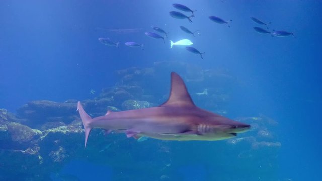 Shark close up. Red Sea.