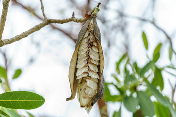 Caribbean trumpet tree a.k.a. tree of gold seed pod (Tabebuia aurea) - Pembroke Pines, Florida, USA