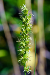 Southern sandbur (Cenchrus echinatus), green, macro - Hollywood, Florida, USA