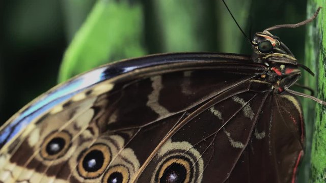 Macro blue morpho butterfly wing, pan to reveal body and legs perched on leaf