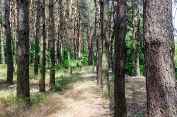 Pinery. path in a pine forest.