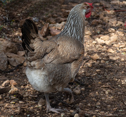 gallina ponedora