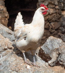 gallinas campefras

