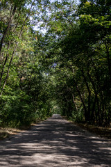 Naklejka premium road through dense trees.