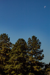 moon over the forest