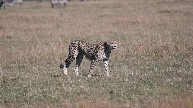 A female cheetah walking through the grasslands of Masai Mara National Reserve during a wildlife safari