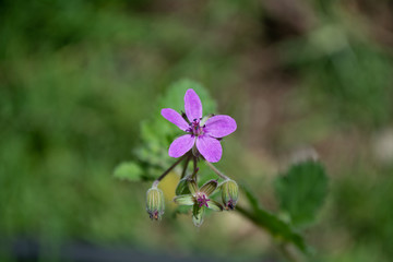 Flores de mi jardin