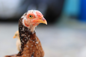 Close up head and neck of a hen, Chicken Head Close-Up
