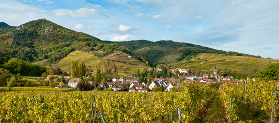 Ribeauville Vineyards