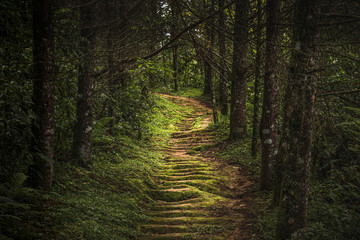 pathway in the middle of the forest