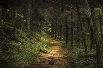 pathway in the middle of the forest