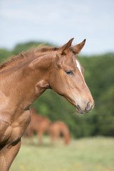 Obraz na płótnie Canvas Quarter Horse Foal