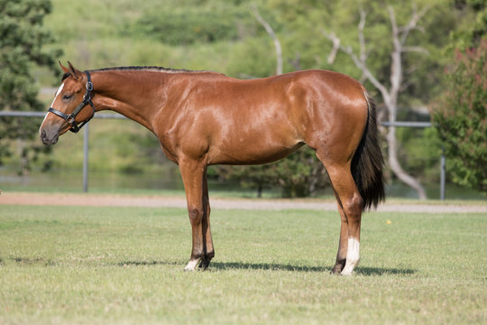 Quarter Horse Conformation