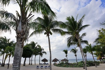 Obraz premium Tropical Palm Trees swaying in cloudy skies