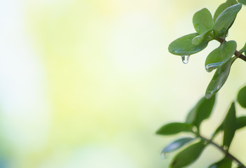 Succulent plant with a drop of water on a leaf.