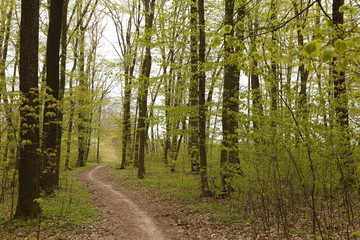 forest footpath among green trees