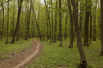 forest footpath among green trees