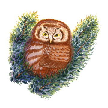 A little cute owl sits on the pine branches. Watercolor illustration of an owl. Can be used as a picture, for interior decoration and prints.