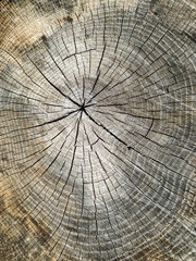 cross section of old tree trunk or tree stump showing wood grain ring