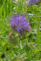 Fototapeta premium Jardin : fleurs de phacélies à feuilles de tanaisie.