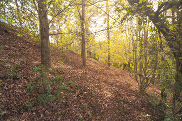 Campos do Jordao in autumm with trees full of orange and yellow leaves, Sao Paulo, Brazil