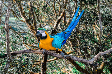 One Blue and Gold Macaw Parrot on a branch	