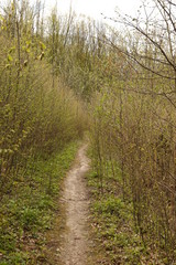 forest footpath among green trees