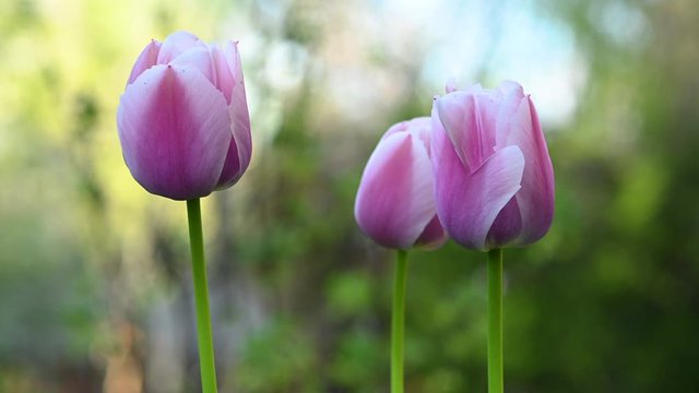 Closed bud of a pink tulip green background