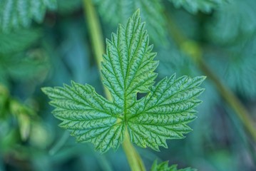 one green leaf on a branch of a wild plant in nature