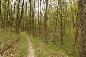Obraz premium forest footpath among green trees