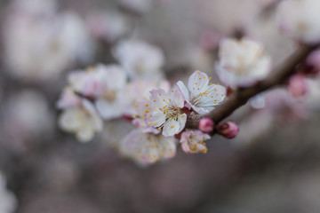 Spring white-pink flowers on a tree branch. Apricot tree in bloom. Spring season close up