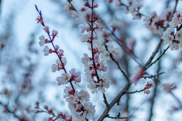 Apricot tree fairy spring blossoms. Spring pink-white flowers on apricot tree branch