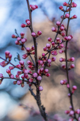 Amazing Pink Buds on Blooming Apricot tree in the Spring time