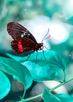 Beautiful butterfly ( Parides aglaope )on flower in a summer garden 
