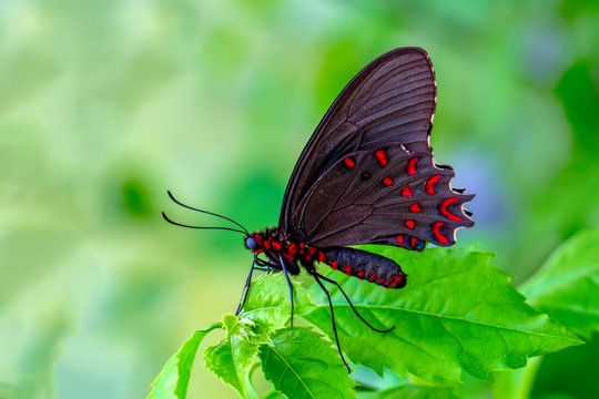 Beautiful butterfly ( Parides aglaope )on flower in a summer garden 
