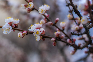 Apricot tree dreamlike flowers. Spring pink-white flowers on apricot tree branch