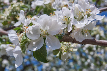 Apple trees bloom in the gardens.