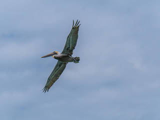 Pelican sur la mer bleue