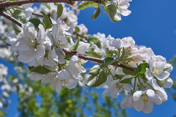 Apple trees bloom in the gardens.