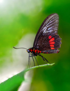 Beautiful butterfly ( Parides aglaope )on flower in a summer garden 