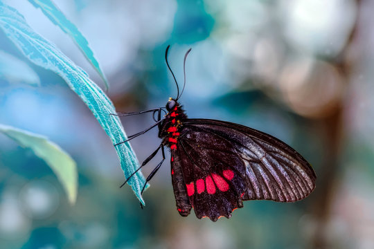Beautiful butterfly ( Parides aglaope )on flower in a summer garden 