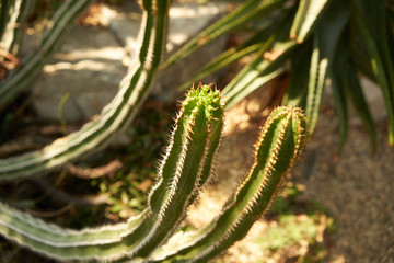Cactus plants