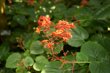 Flowering plant in the garden