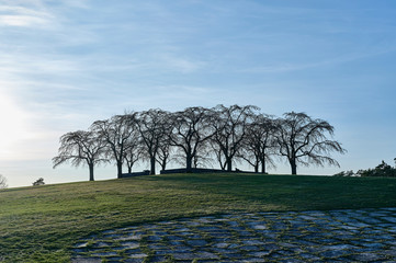 Almh&ouml;jden the beautiful memorial grove at the forest cemetery