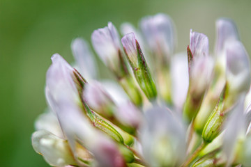 Macro Flower 3